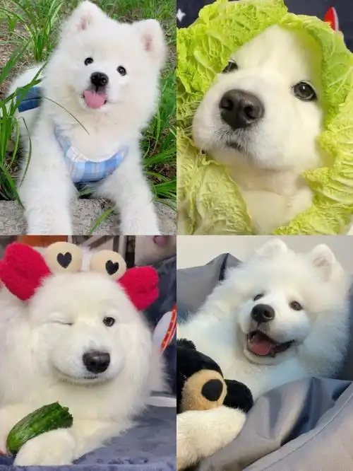 萌宠百科丨微笑天使萨摩耶新手饲养指南