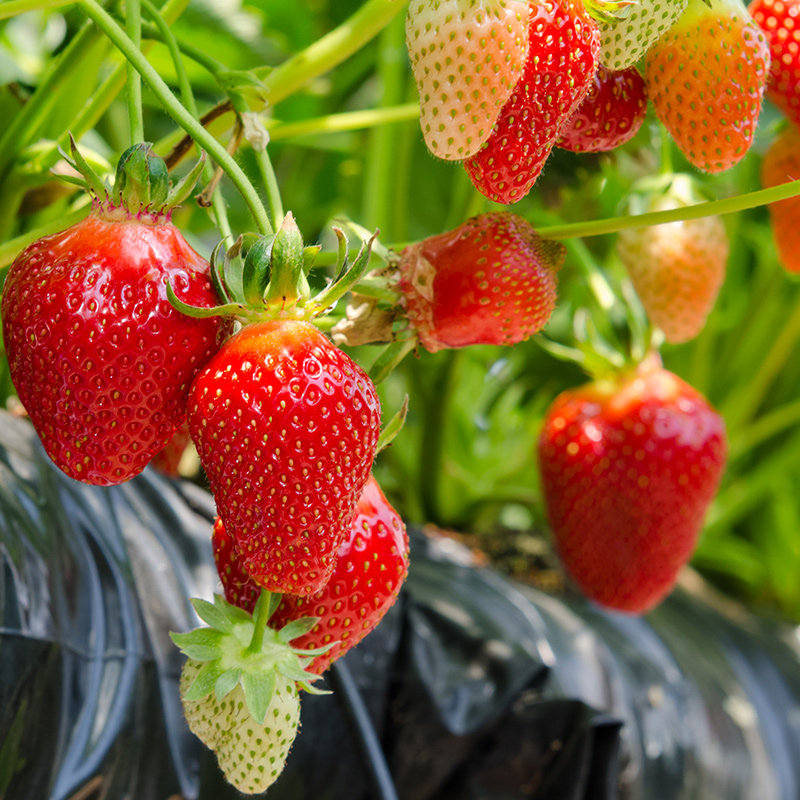 奶油草莓种子水果种籽四季种苗家庭春季秋冬季盆栽草莓种籽孑阳台