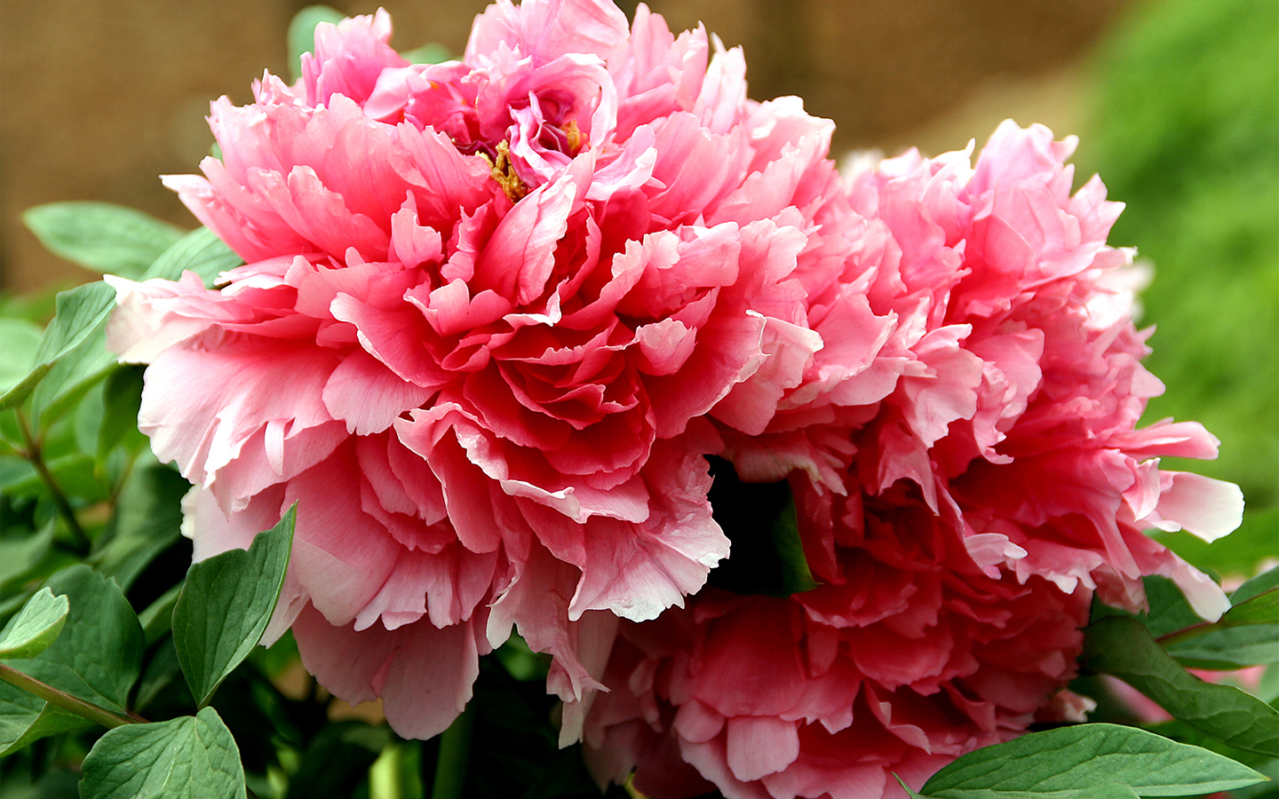 春天的牡丹唯美图片壁纸,高清图片,电脑桌面-壁纸族