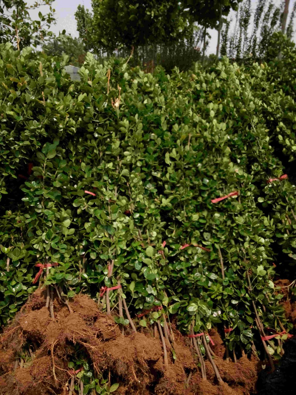 公园绿篱北海道黄杨批发多分支北海道黄杨丛生北海道黄杨价格咨询江瑞