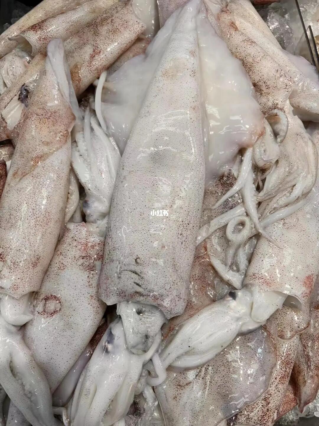 新鲜鱿鱼!图2一些区分!