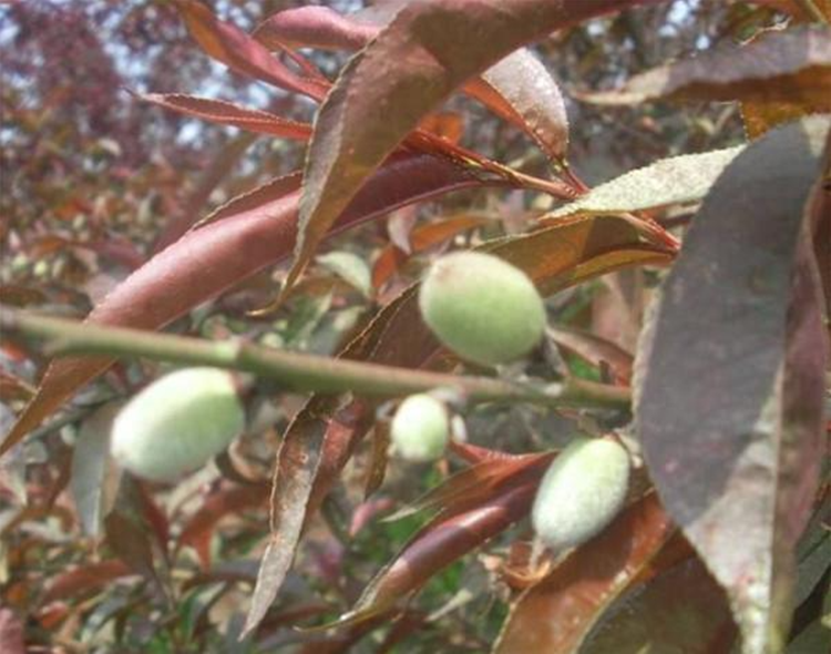 红叶碧桃的果实能吃吗