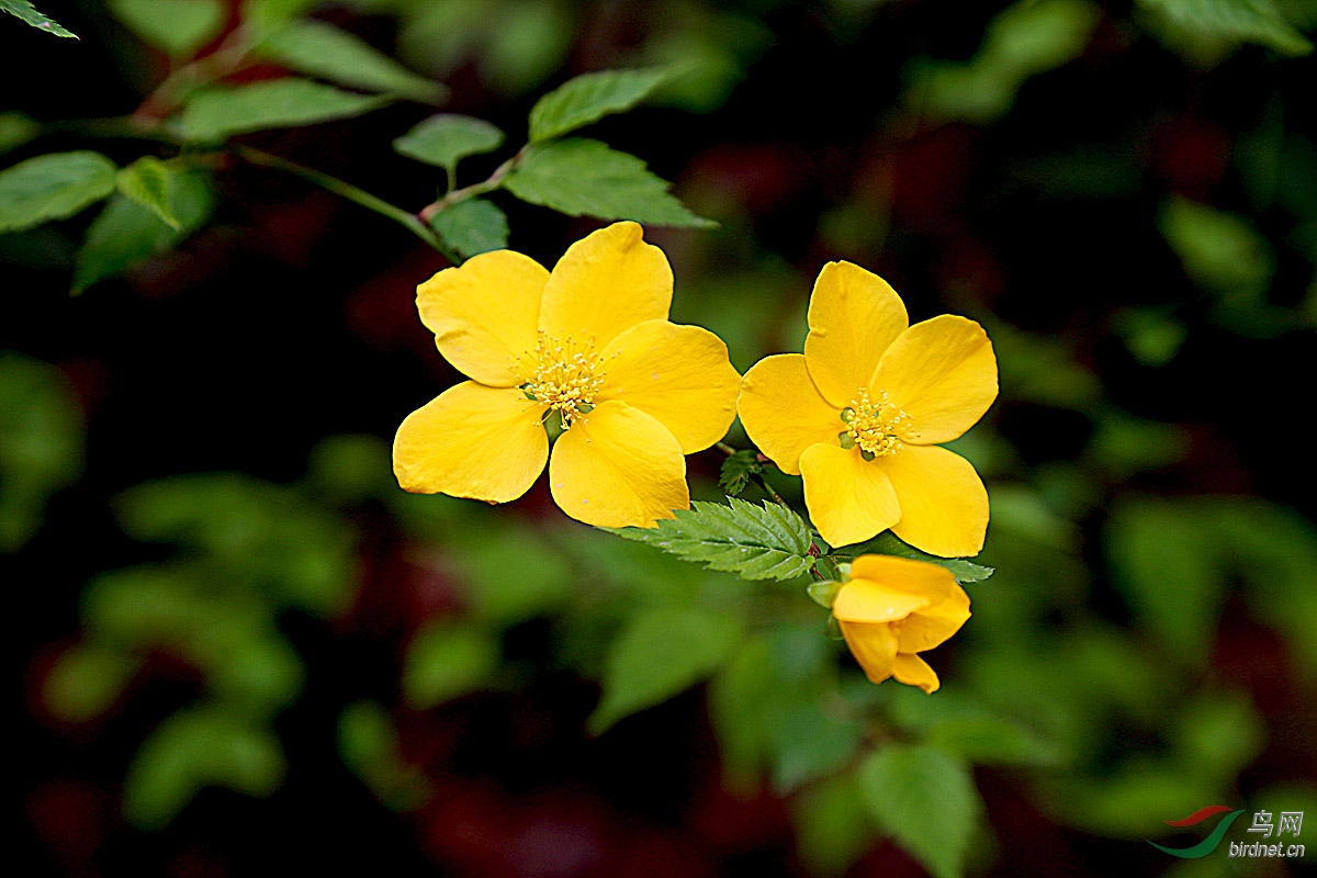 【花卉欣赏】《单瓣棣棠》