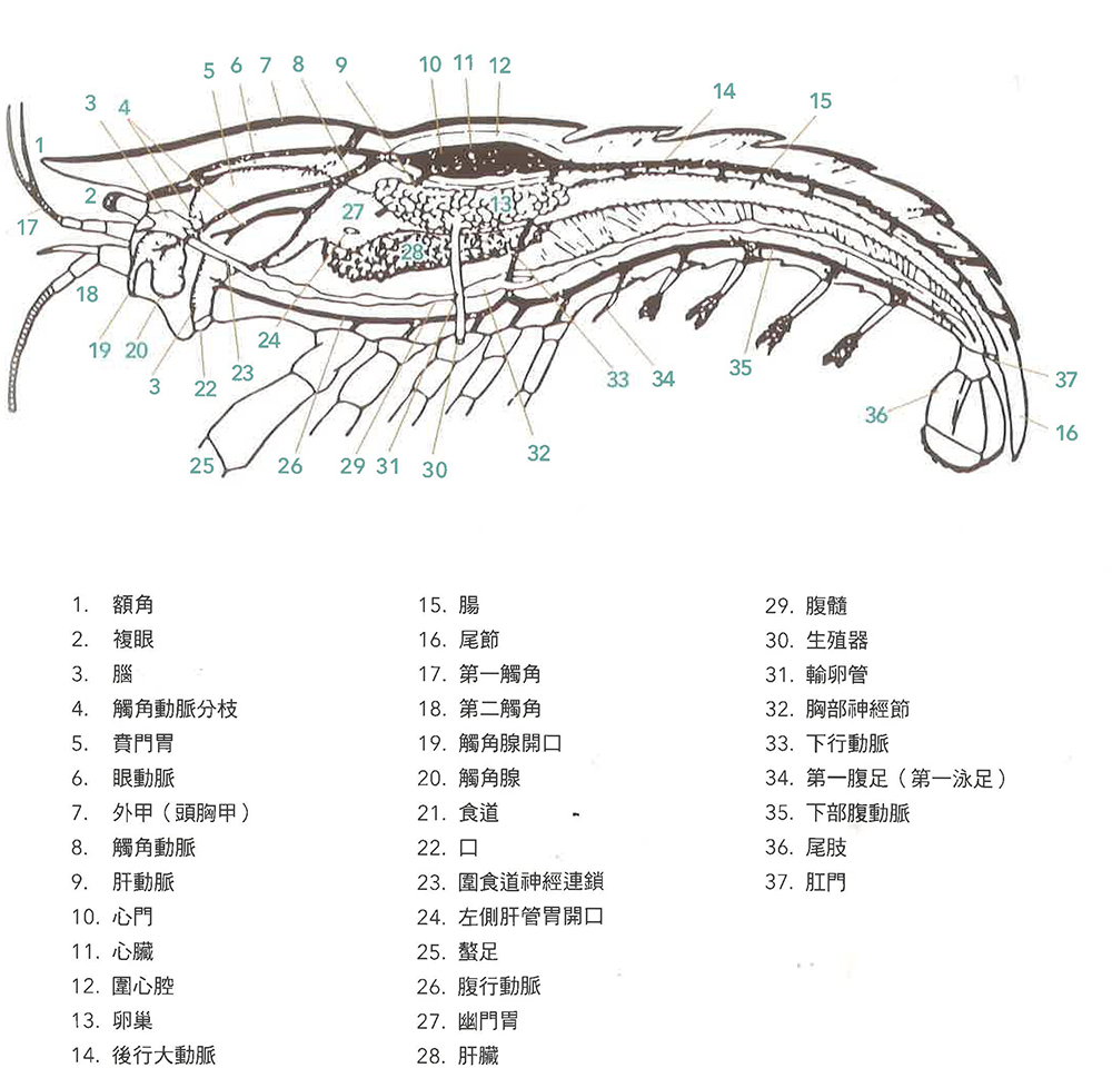 螯虾的身体构造