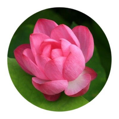 真实自然风景头像花草高清优美花草图片大全