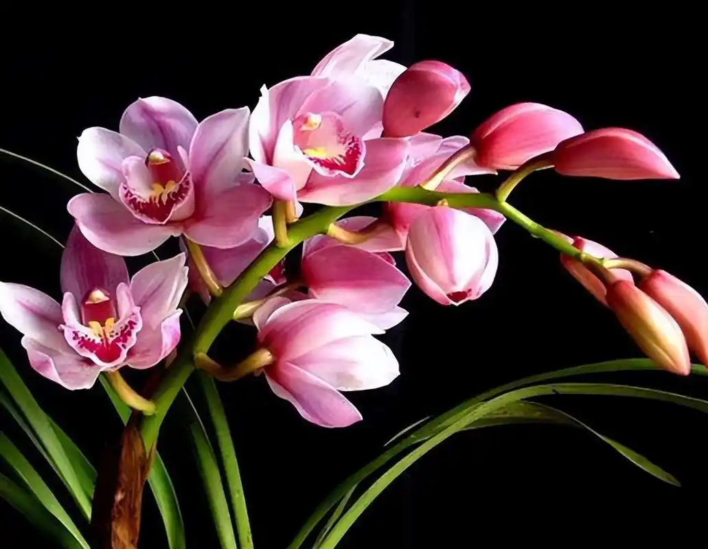 最贵的兰花排名第一