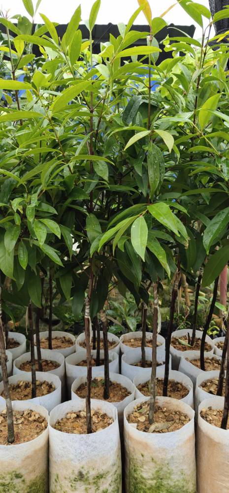 嫁接山竹苗黄金山竹岭南山竹苗产地货源