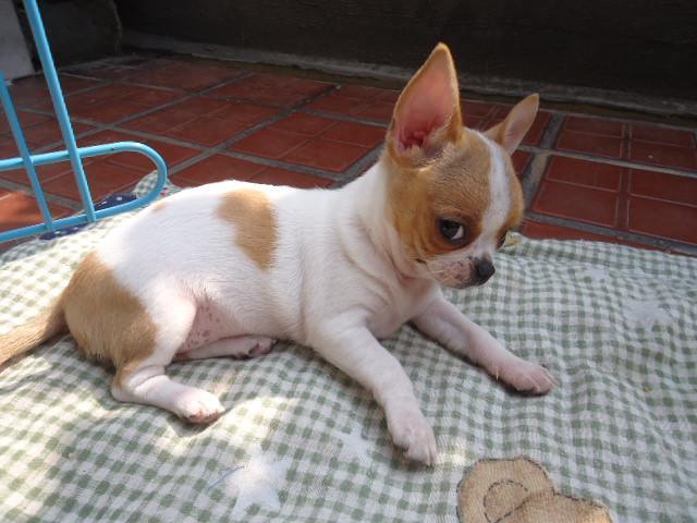 其小巧可爱的外观使其成为许多家庭的宠物选择