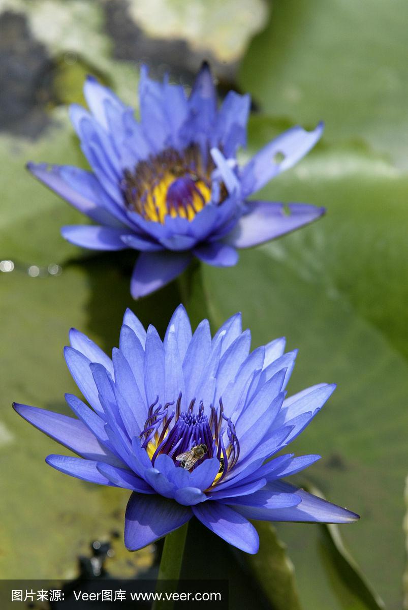 睡莲,蓝色,自然,植物,水平画幅