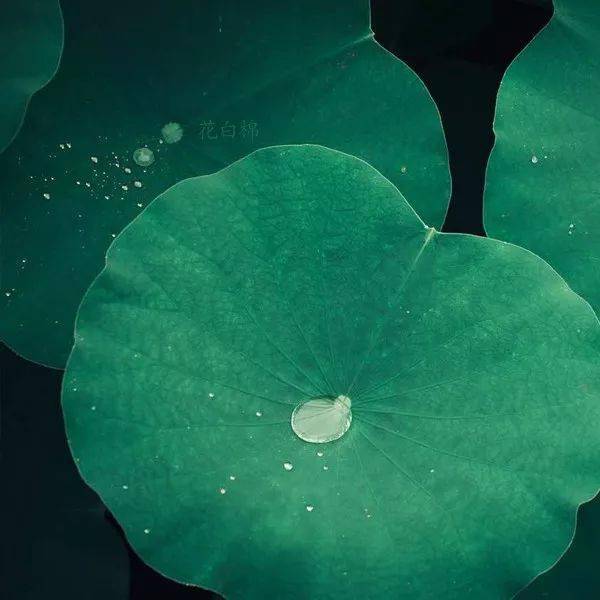 中老年头像大全2019最吉利的好看微信头像图片