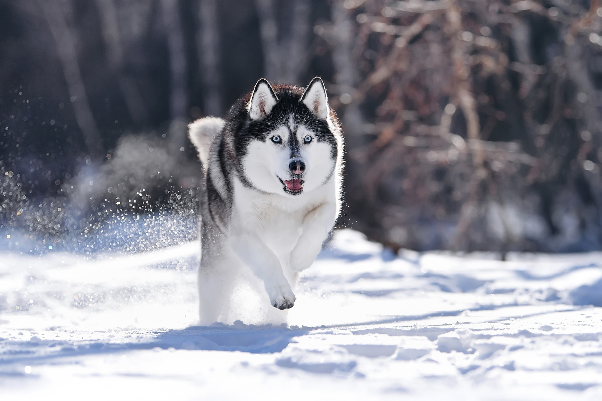 哈士奇,这种极富魅力和神秘感的犬种,以其短刎