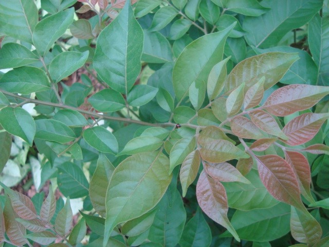 有对生的奇数羽状复叶,每复叶有3或5片叶,嫩叶发红,是什么小树.