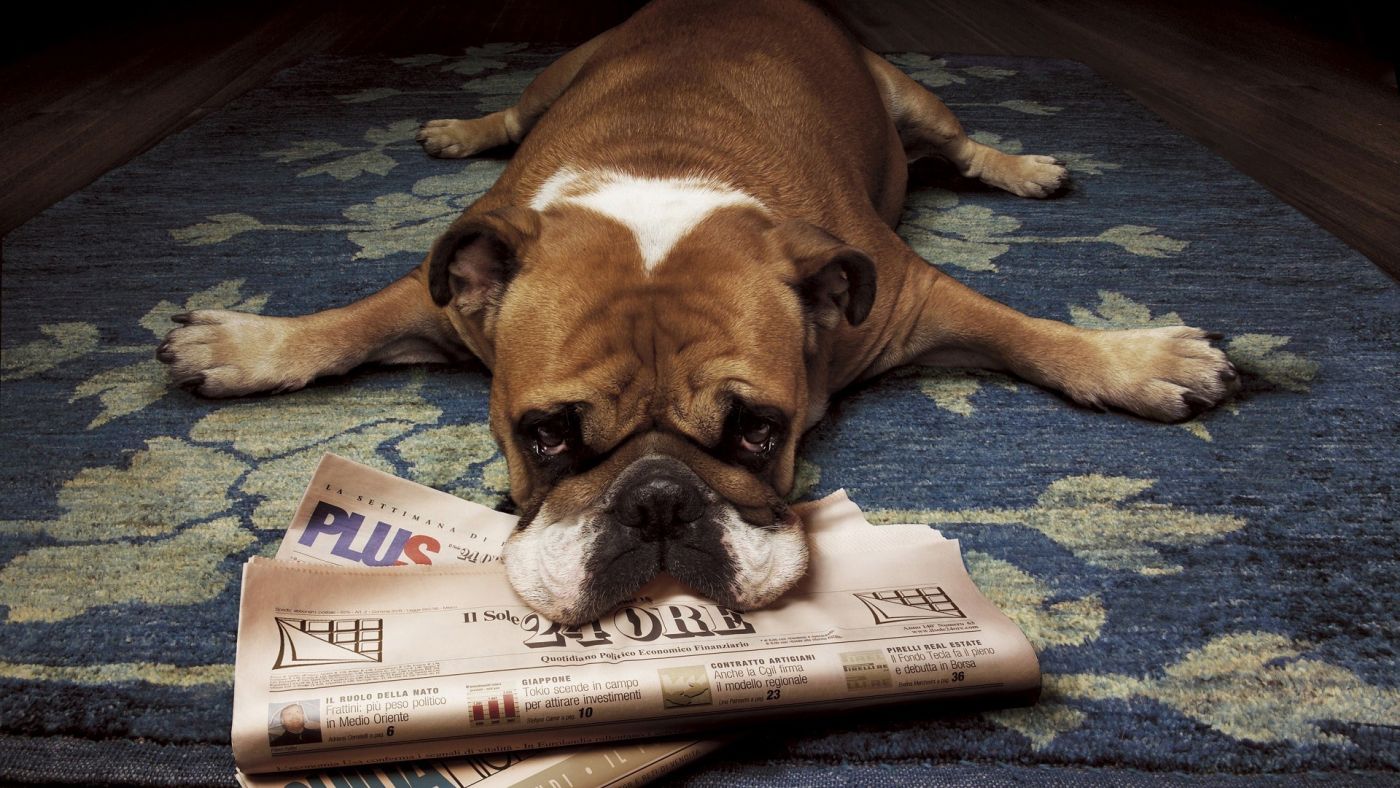高清晰趴在报纸上的哈皮狗壁纸