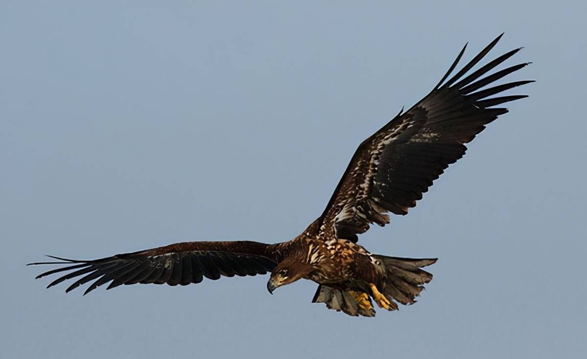 世界十大老鹰排名(世界十大最凶猛的鹰排名)_烁达网