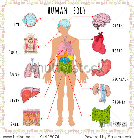 human body medical infographics with person silhouet