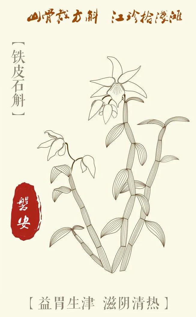 磐安中药材的战"疫"故事 ——铁皮石斛篇