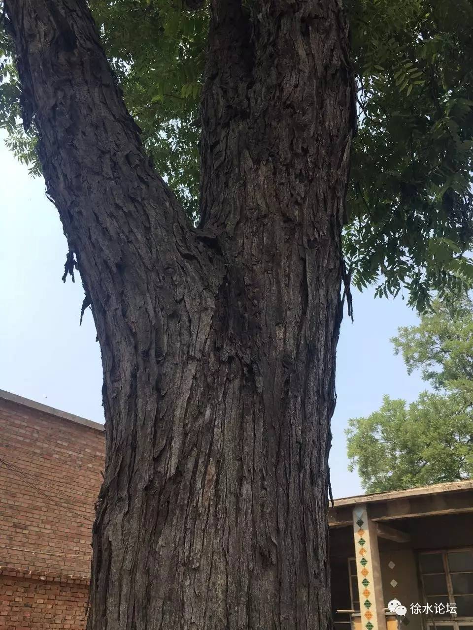 徐水某村出了一颗百年香椿树小编惊呆了
