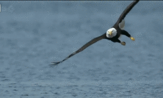 鹰之魂雄鹰展翅怒冲天目露凶光虎视眈呼啸声声赛呐喊霸气游走山野间