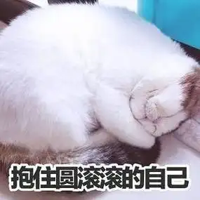 抱住圆滚滚的自己猫咪