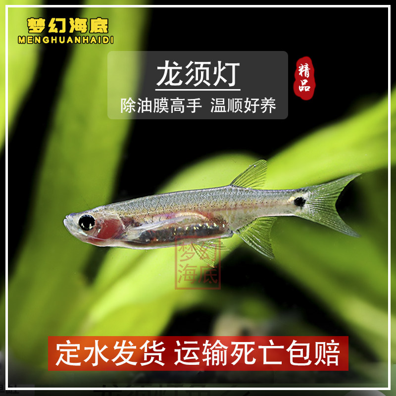 龙须灯鱼上层工具鱼除油膜小型热带鱼观赏鱼活泼喜群居灯科鱼类