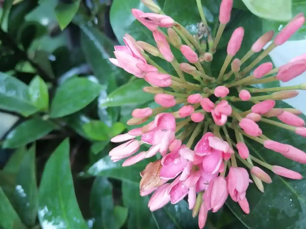 龙船花又名英丹,属植物.植株低矮,花叶秀美 - 抖音