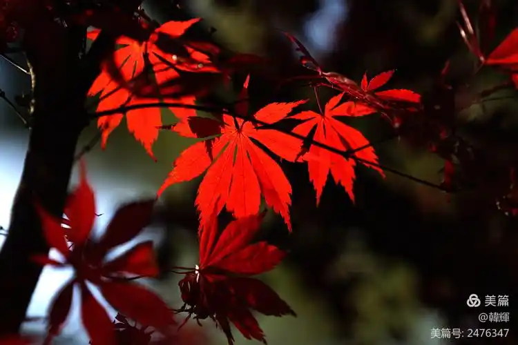 龙潭枫叶红似火
