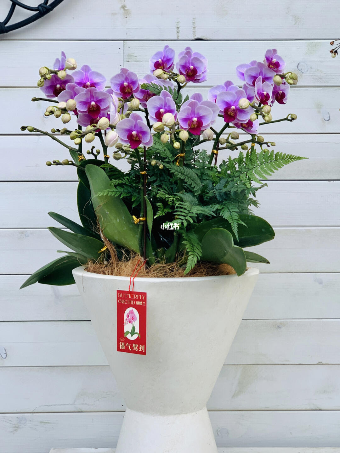 蝴蝶兰