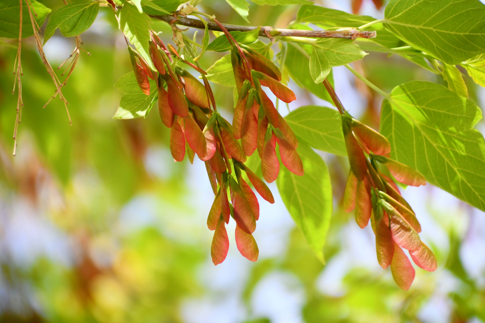 槭树果实很好看原创拍摄