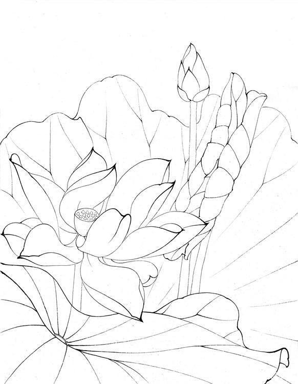 工笔白描荷花!临摹欣赏素材!