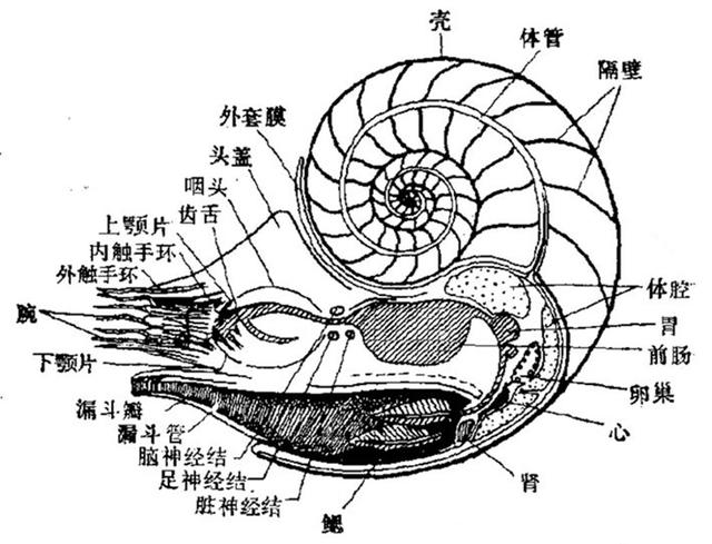 不是食物链顶端智商已经高到人们无法理解章鱼有何奇特之处