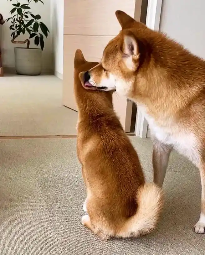 麻麻的吻～甜蜜的爱啊～#柴犬表情包 #宠物 #柴犬 #柴犬如 - 抖音