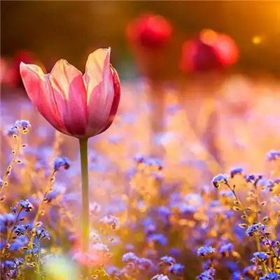 招财头像花高清漂亮的招财吉祥微信头像花的图片大全