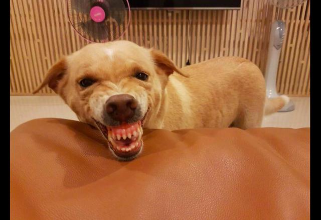 主人刚拿出零食,两只狗就开始龇牙咧嘴吓对方了,眼神里都是戏!