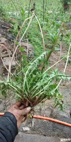 [花草茶批发]蒲公英价格40元/斤 - 惠农网