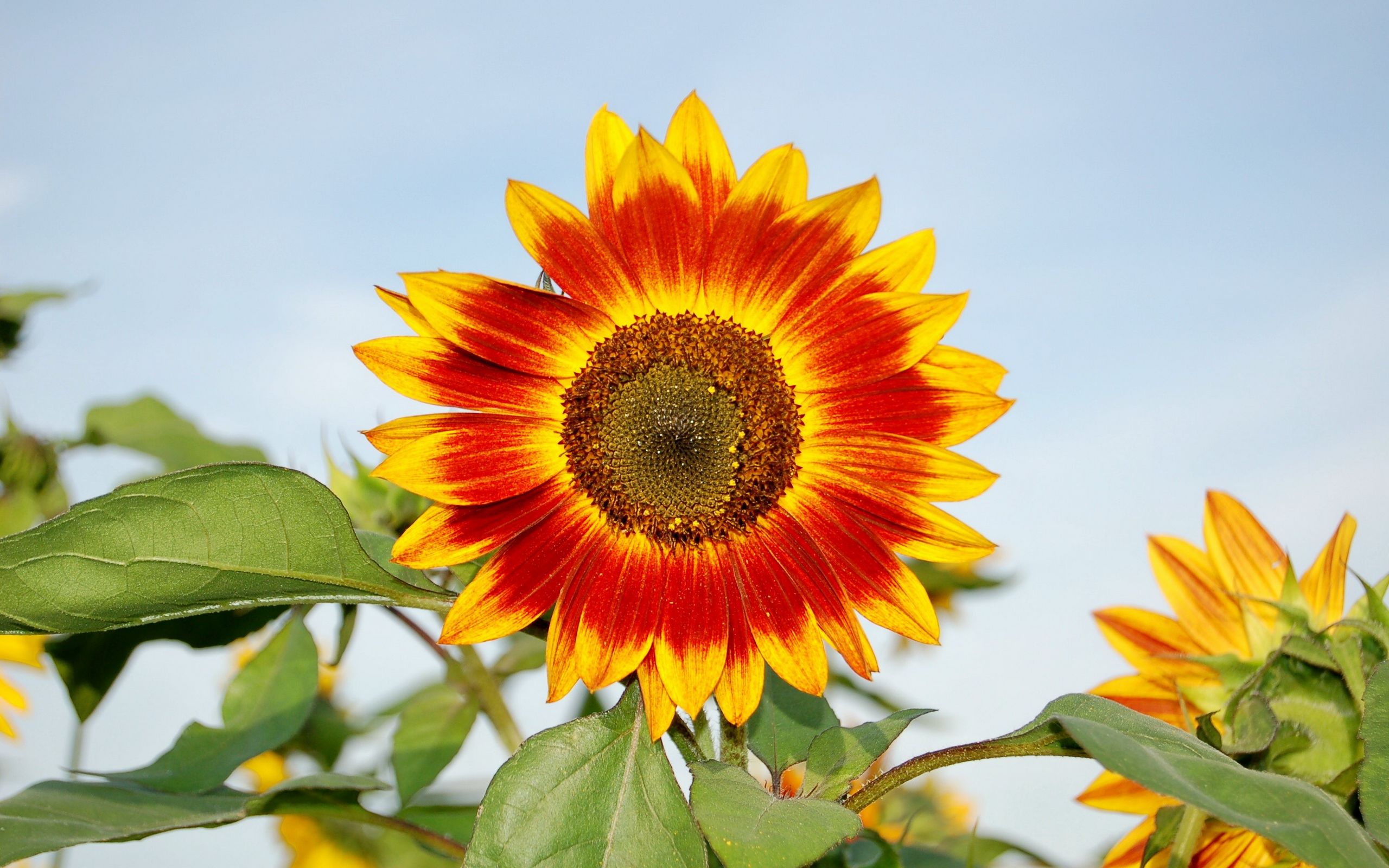 金色向日葵高清桌面壁纸图片