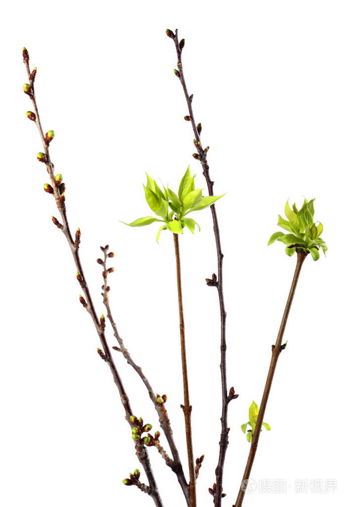 嫩绿色的小树枝叶子在白色的孤立的春天背景上
