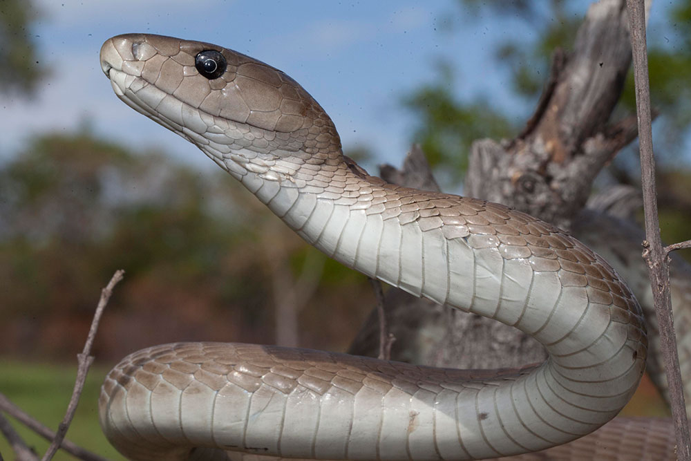 data-lemmaid="5594120">眼镜蛇科 /a>的一员,是非洲最长,最可怕的 a