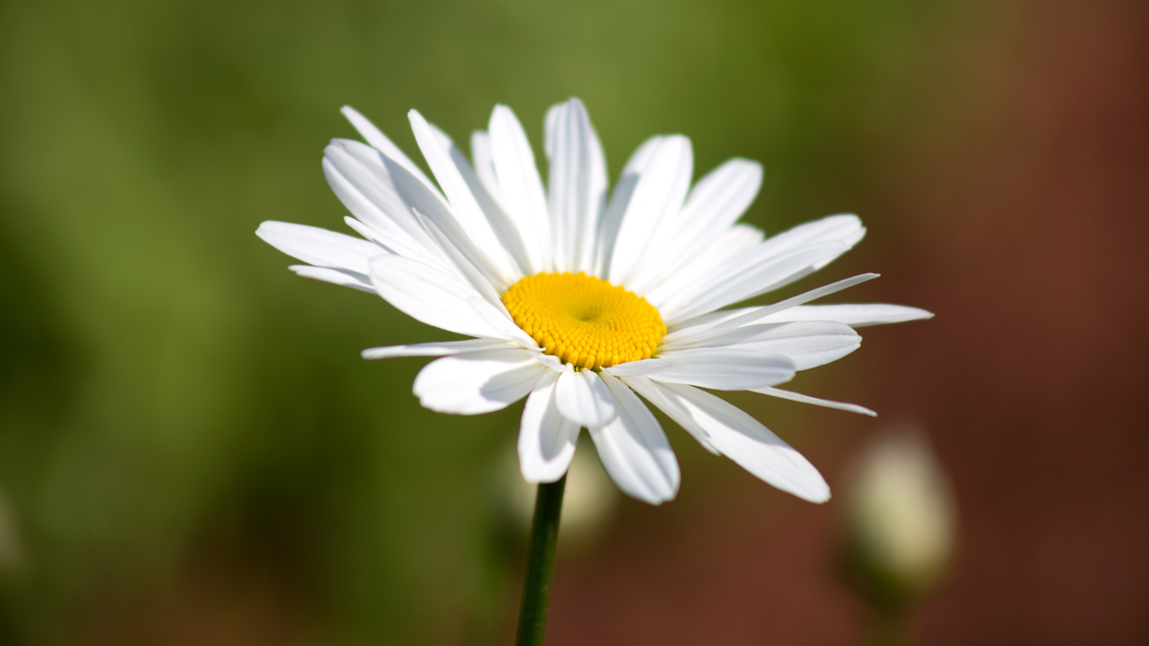 唯美高清雏菊图片-花卉壁纸 - 壁纸家