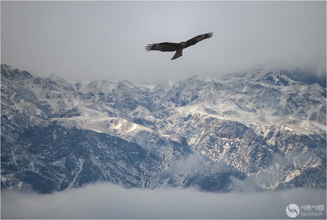 雪山雄鹰