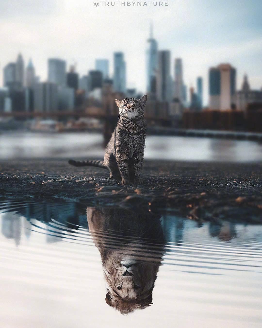 我想找那张一只猫水下倒影是一只老虎的图片请问谁有啊