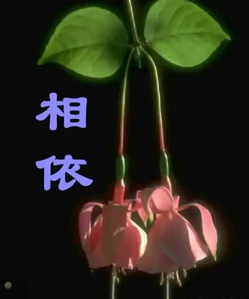 牵挂会痛,但很美丽