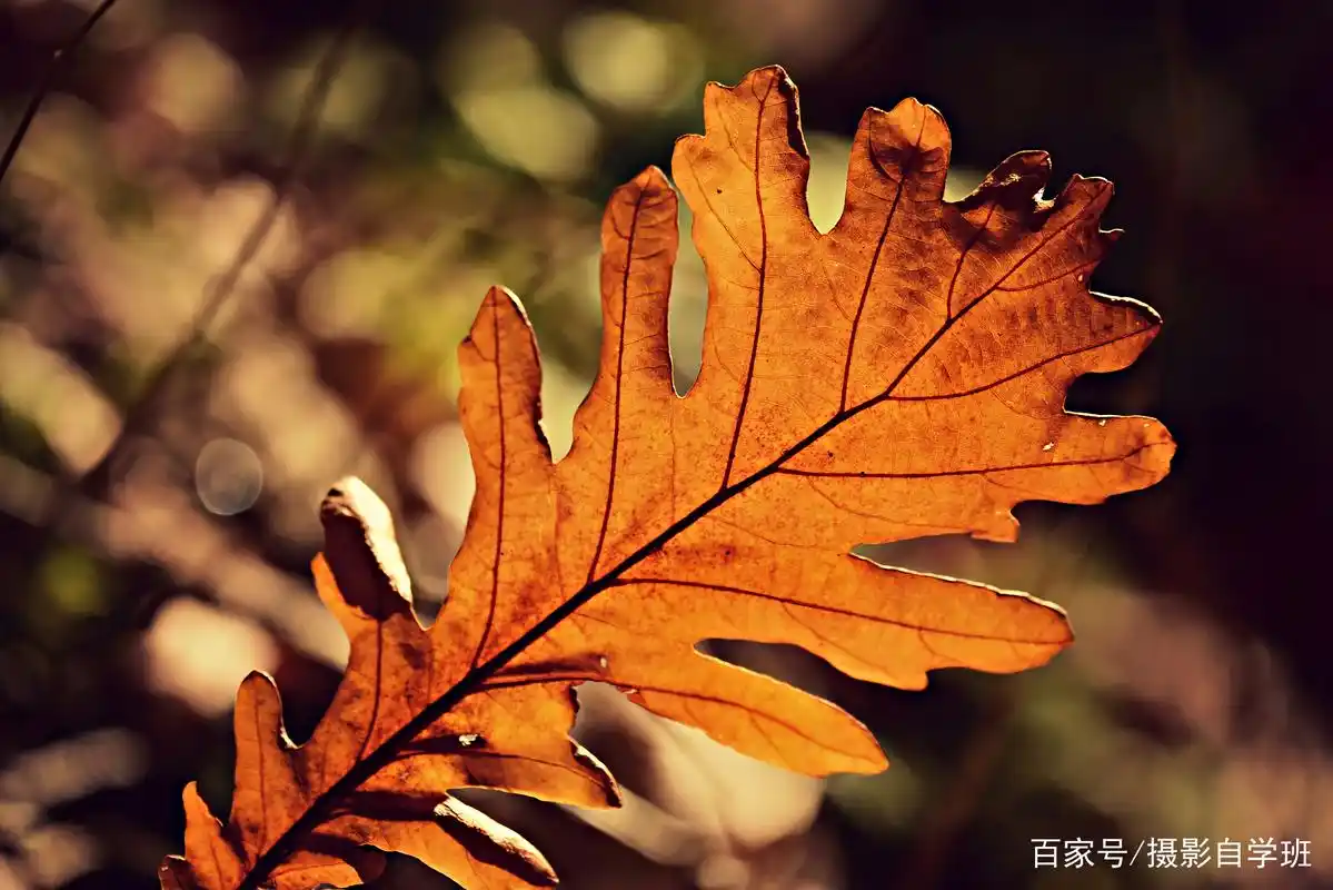 叶子可以这么拍,7个树叶摄影技巧,帮你拍出好看的叶片照片