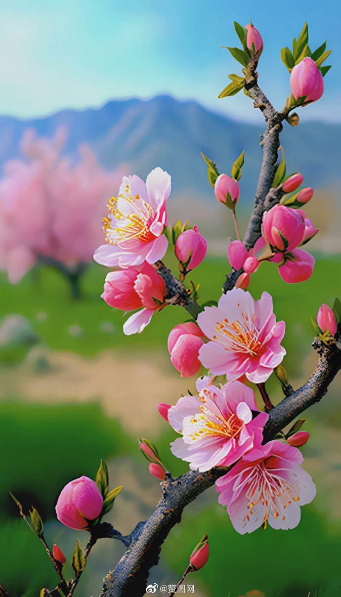 桃花壁纸##日照金山下的林芝桃花