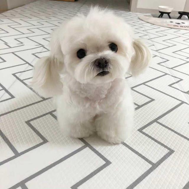 千年历史的贵族犬,马尔济斯可爱又小巧,为什么大家都不愿意养?