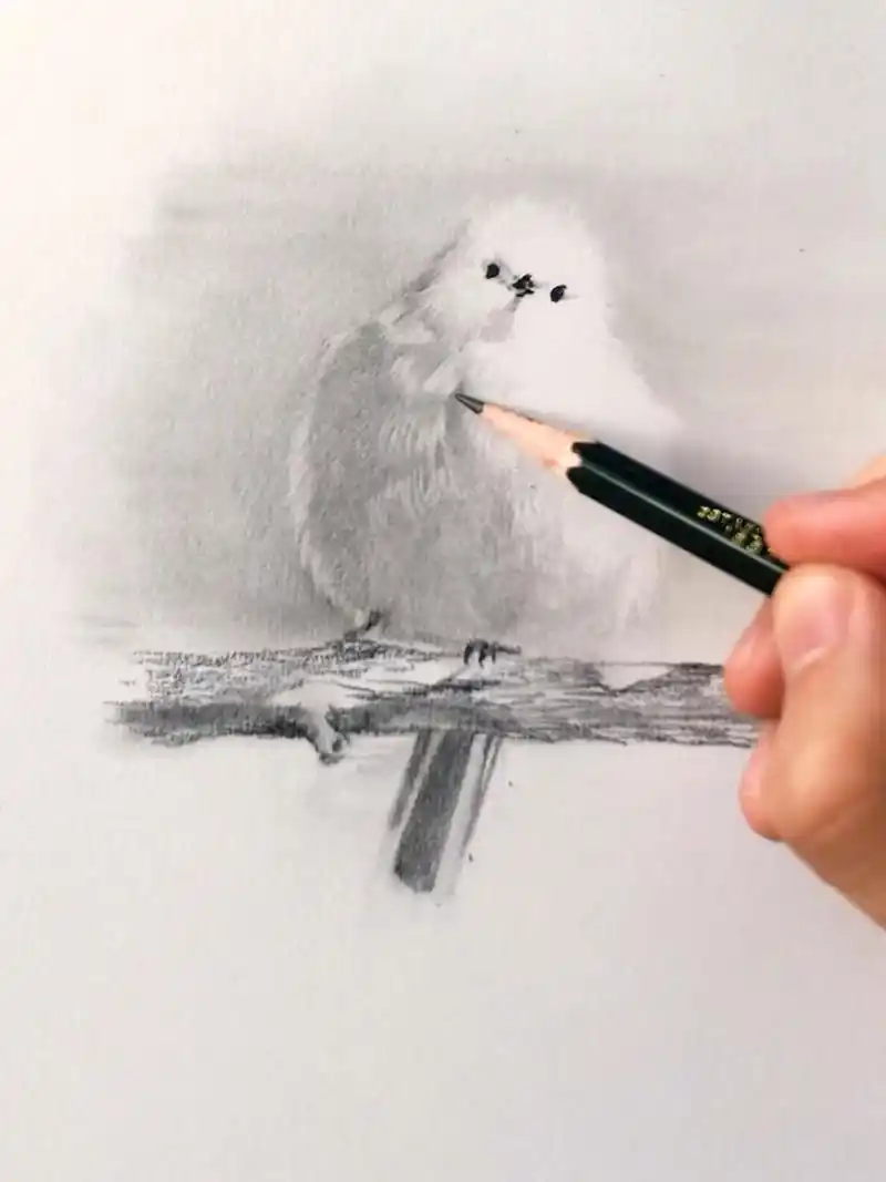 素描画鸟教程来了,你不会错过吧