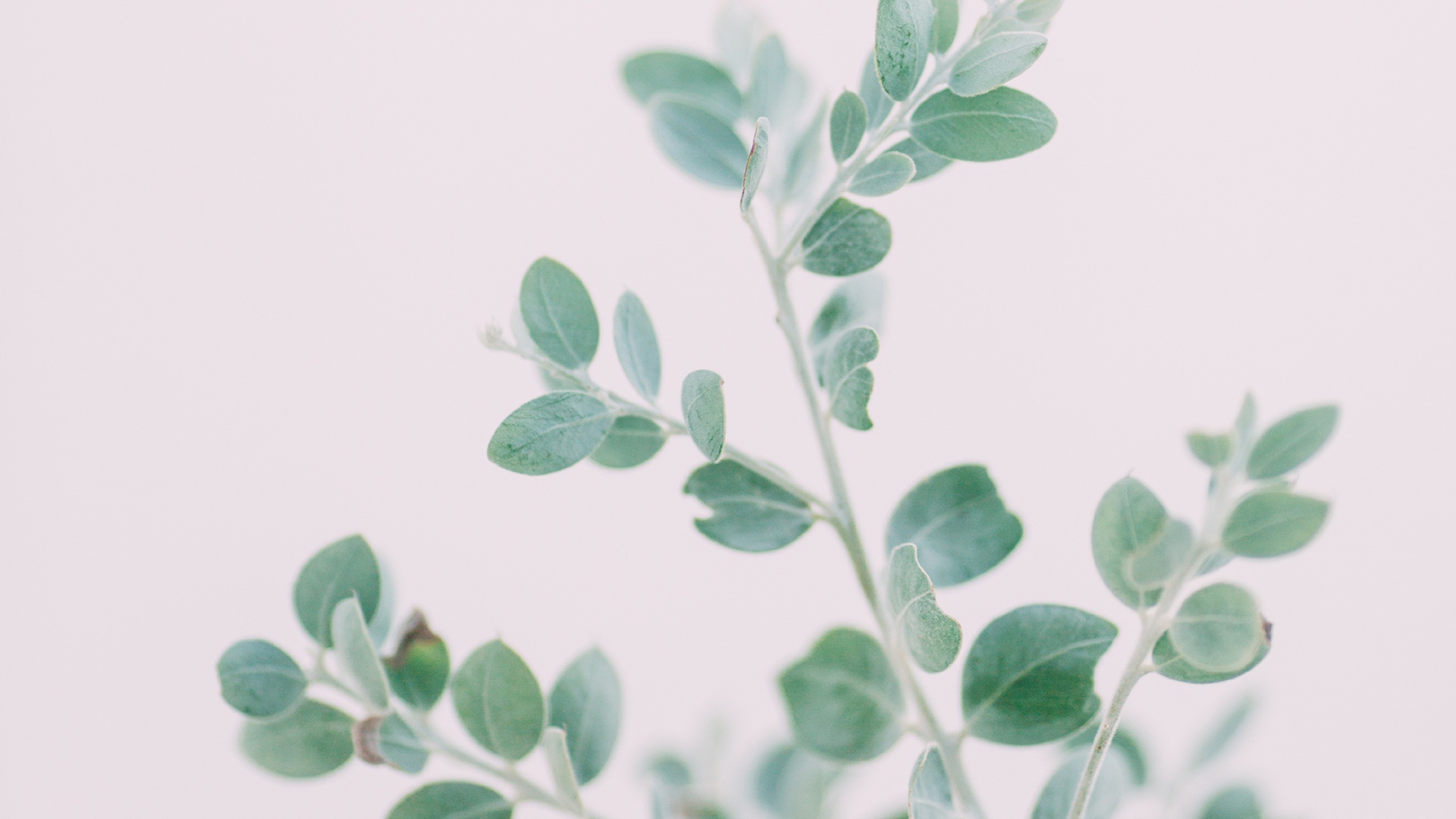 小清新的静物家居摆设,高清图片,电脑桌面-壁纸族