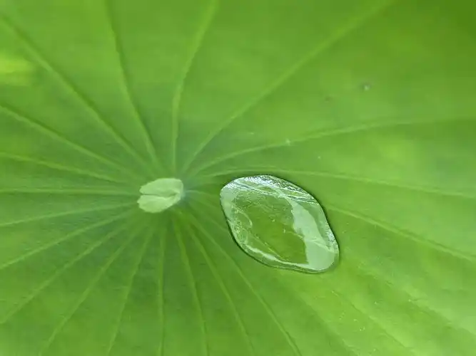 荷叶上的水珠好像玻璃珠