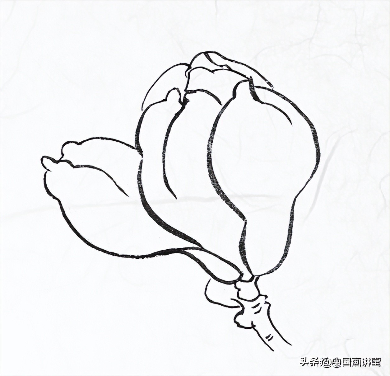 桃花简笔画简单又好看白描玉兰花与桃花画法步骤