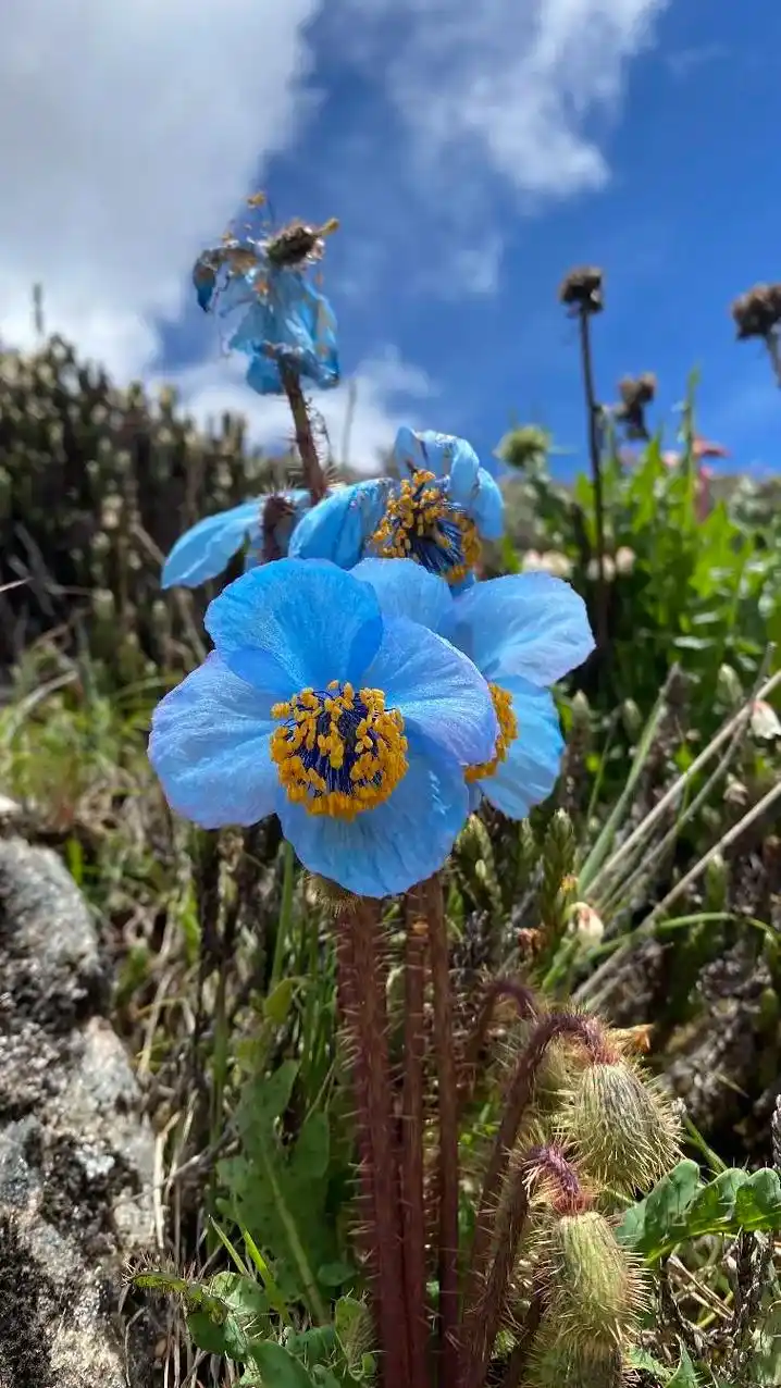 绿绒蒿科植物种类繁多,有着迷人的花朵,花朵的色彩并不局限于蓝 - 抖