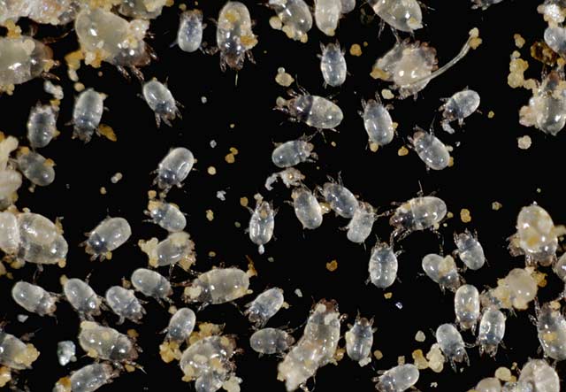 螨虫痘痘,除螨虫的简单方法